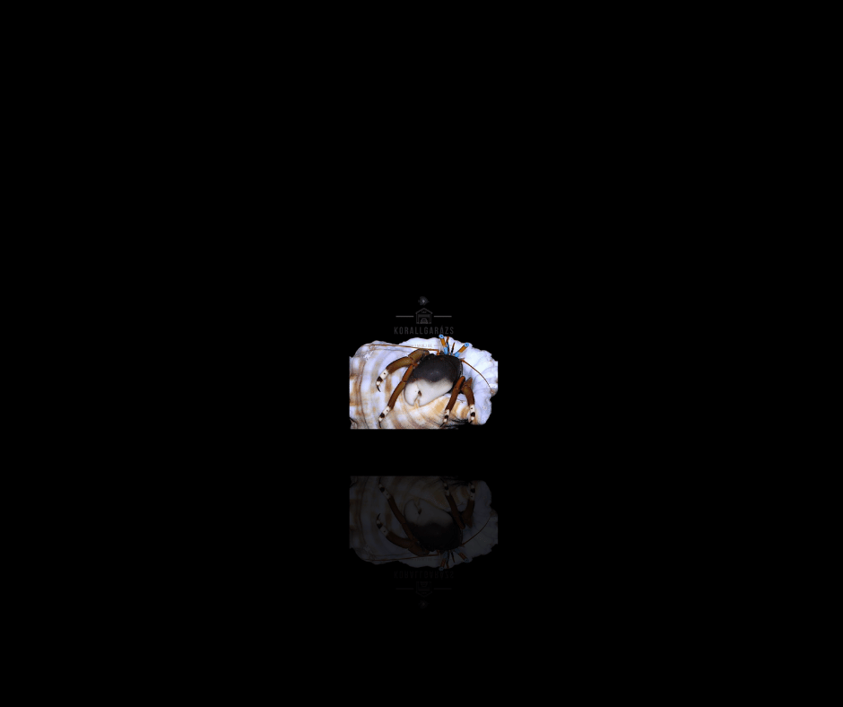 Calcinus Laevimanus (white leg hermitcrab)